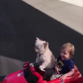 doggie_steering.mp4