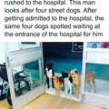 dogs waiting at hospital.jpg
