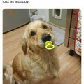 found her pacifier she'd lost as a puppy.jpg