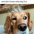 funny-pet-memes-pubitypets-22-675060310102d__700.jpg