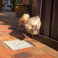jumping_dog.jpg