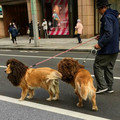 lion dogs.jpg