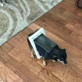 pet door.jpg