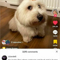 pets-rule-the-universe-pics-86-66b1daba95f21__700 (1).jpg