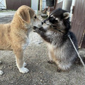raccoon_and_dog.jpg