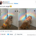 rainbow dog.jpg