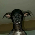 silly dog.png
