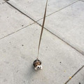 smol.jpg