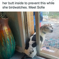 sophie.jpg