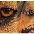 star-shaped eyes.jpg