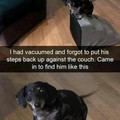 step dog.jpg