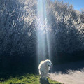 sunbeam_dog.jpg