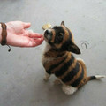 tiger puppy in china.jpg