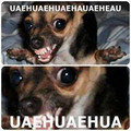 uaehuaehua.jpg