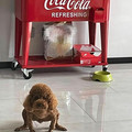 weird dog.jpg