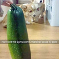 zucchini.jpg