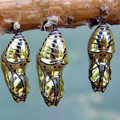 Chrysalis.jpg