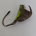 Nature is Amazing ☘️ - This dead leaf that isn’t quite a leaf, this is leaf-mimicking spider... [1951303998771802113].mp4