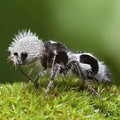 Panda ant.webp