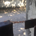ant bridge.jpg