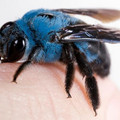blue_carpenter_bee.jpg