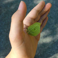 butterfly.jpg