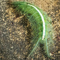 caterpillar2.jpg