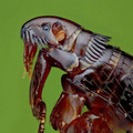 flea.jpg