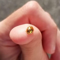 gold_beetle_2.jpg