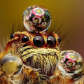jumping spider.jpg