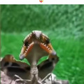 malaysian dead leaf mantis.mp4
