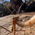 mantis.jpg
