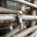 moth disguised as birch wood.jpg