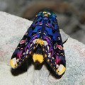 moth.jpg