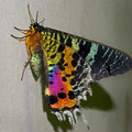 moth_10.jpg