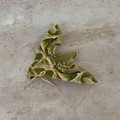 moth_2.jpg