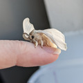 moth_3.jpg