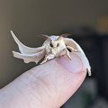 moth_3b.jpg