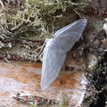 moth_7.jpg