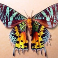 moth_8 - Copy.jpg