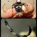 scorpion beetle.jpg