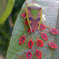 shield bugs.jpg