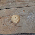 spider that looks like a ritz.jpg