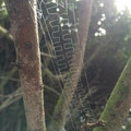 spiderweb.jpg