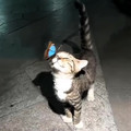 [433158826332917].mp4
