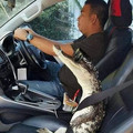 67b5b403d903a_funny-animals-goblin-mode.jpg