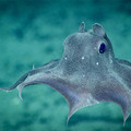 682e1010605368d1121436fd_dumbo-octopus-species.jpg