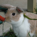 CAwnA.jpg