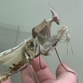 Giant Devil’s Flower Mantis.jpg