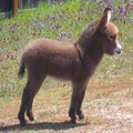 March-09-2012-23-22-21-cutebabydonkey.jpeg
